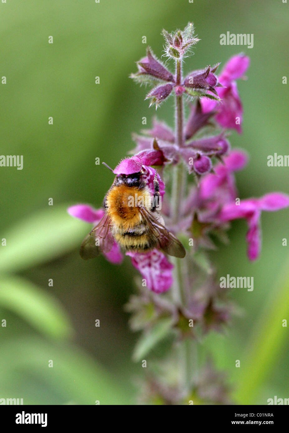Carda comune Bumblebee, Bombus pascuorum, Apidae, Apoidea, Apocrita, Hymenoptera Foto Stock