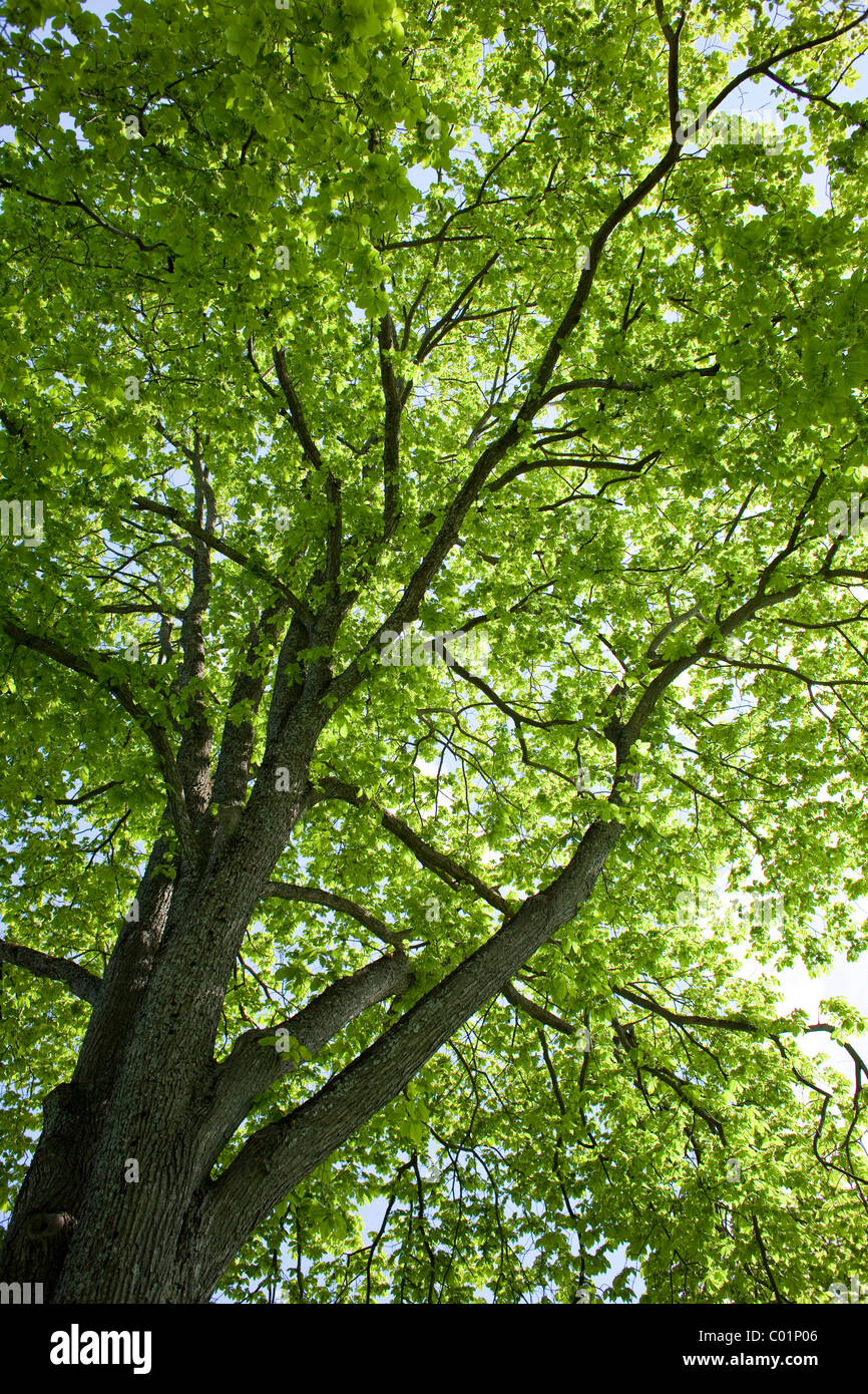 Vista verso il fogliame di un altipiano soleggiato quercia (Quercus), Trondheim, Norvegia, Scandinavia, Europa Foto Stock