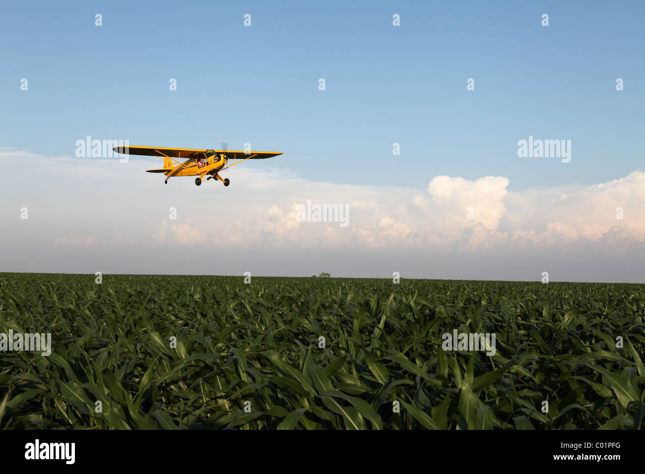 1946 Piper J3 Cub aerei sorvolano cornfield nello Iowa. Foto Stock