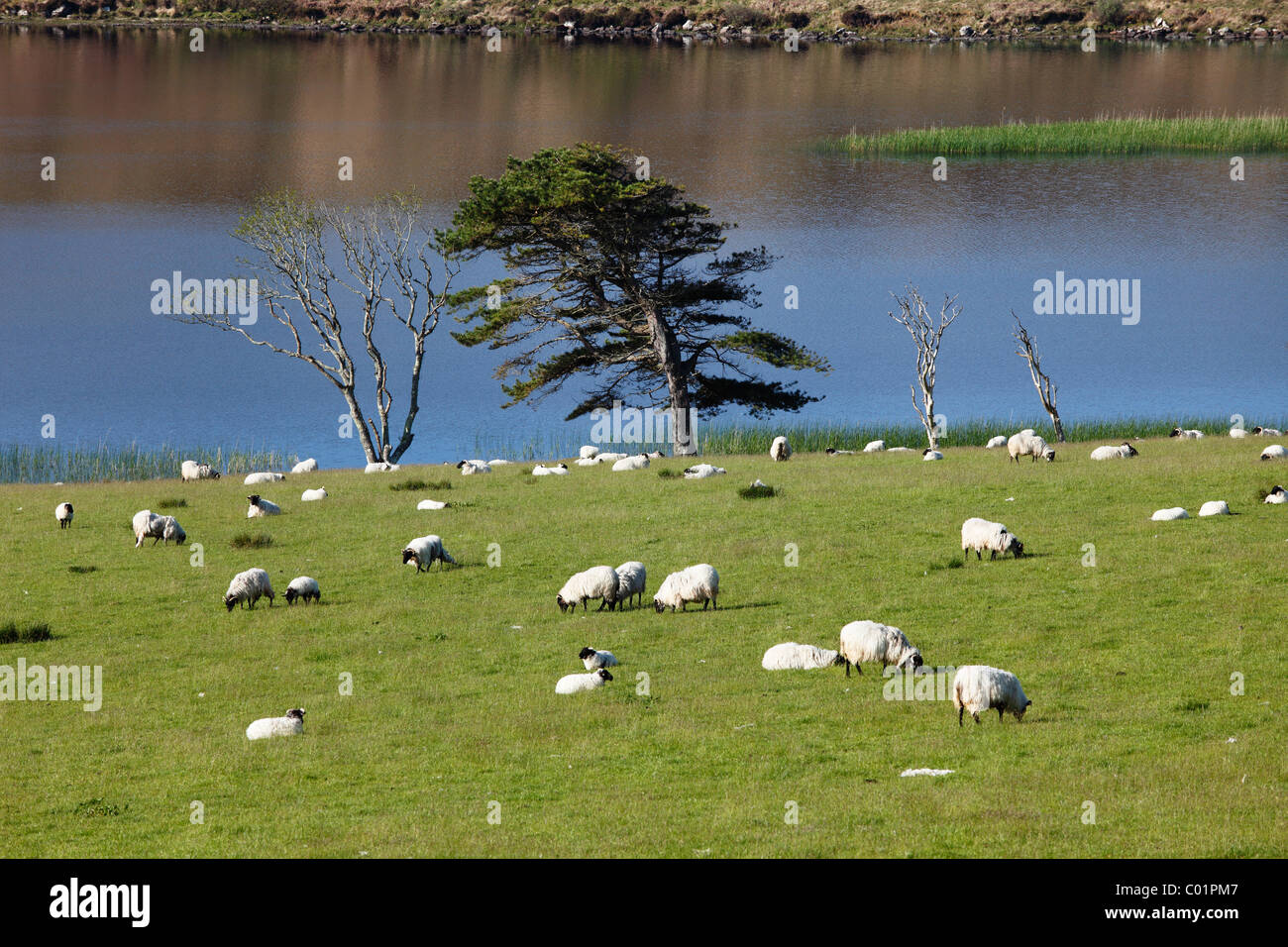 Gregge di pecore al pascolo, Ballynakill Lago, Connemara, nella contea di Galway, Repubblica di Irlanda, Europa Foto Stock