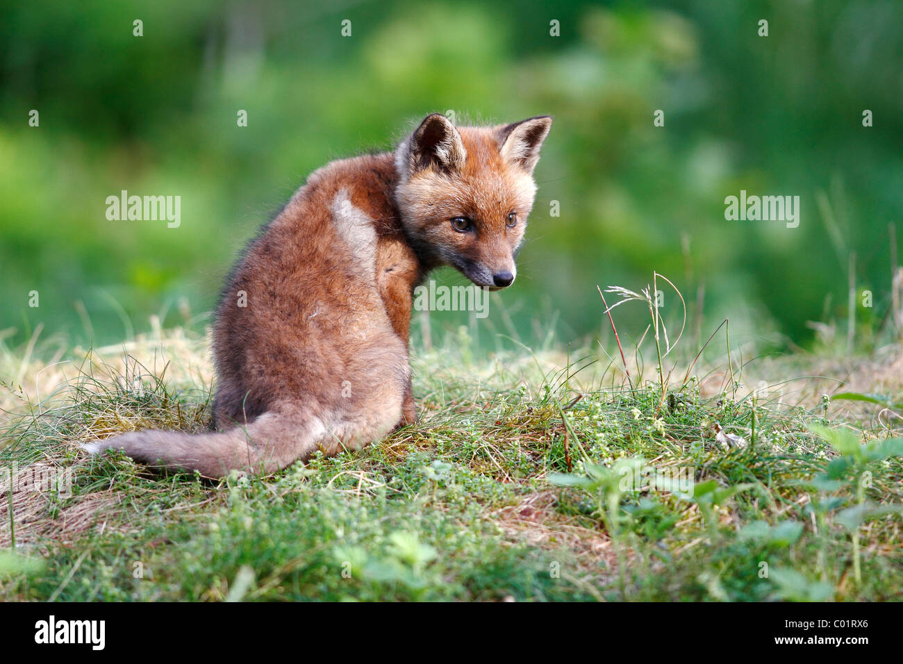 Red Fox (Vulpes vulpes vulpes), cub seduto in un prato Foto Stock