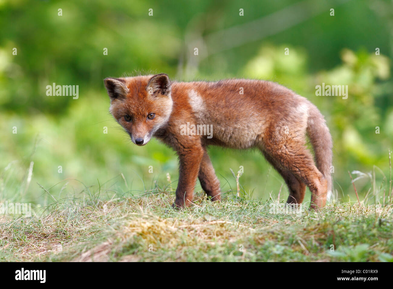 Red Fox (Vulpes vulpes vulpes), cub in piedi in un prato Foto Stock