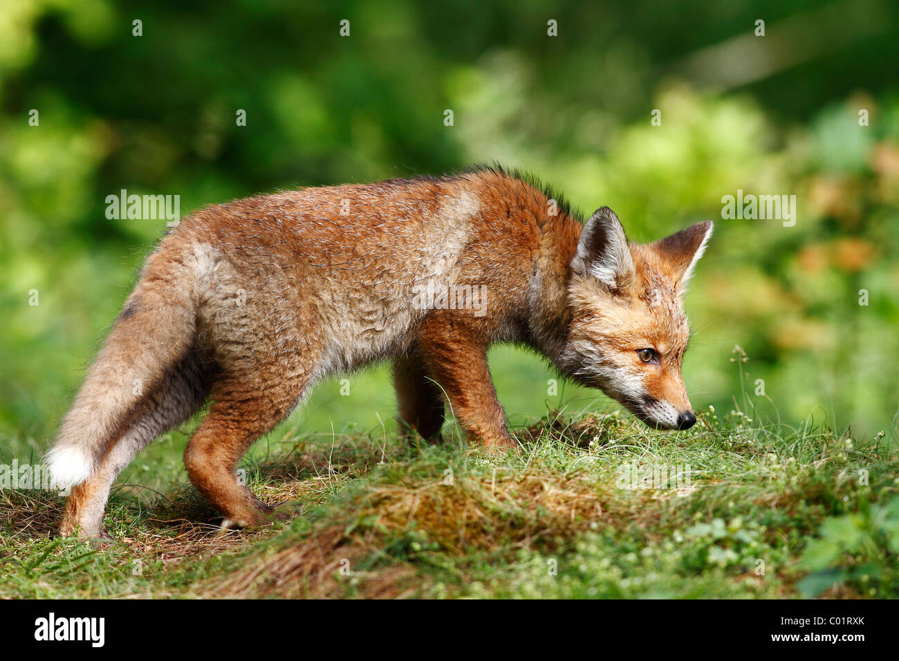 Red Fox (Vulpes vulpes vulpes), cub in piedi in un prato, annusando Foto Stock