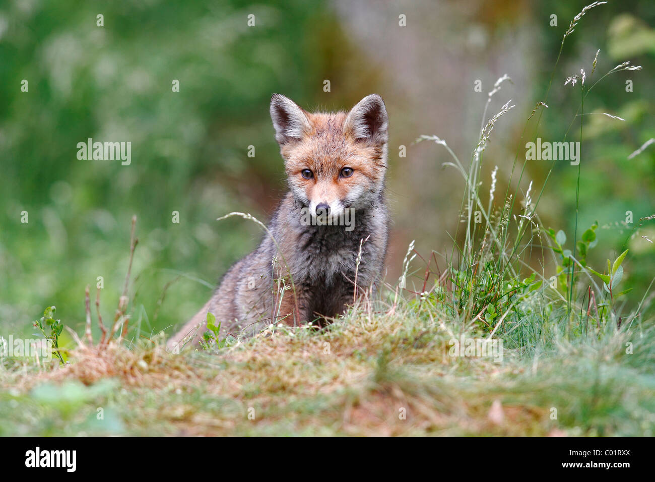 Red Fox (Vulpes vulpes vulpes), seduta sul bordo di un prato Foto Stock