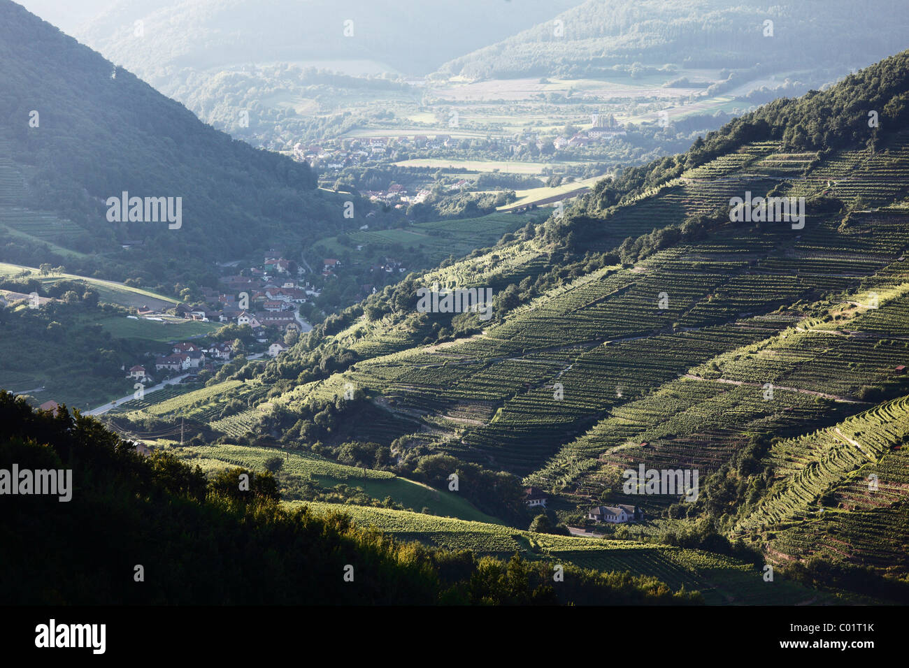 Vigneti in Spitzer valle di Graben e il comune di Viessling, valle di Wachau, regione Waldviertel, Austria inferiore Foto Stock