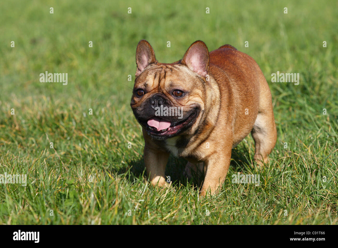 Bulldog francese blu immagini e fotografie stock ad alta risoluzione - Alamy