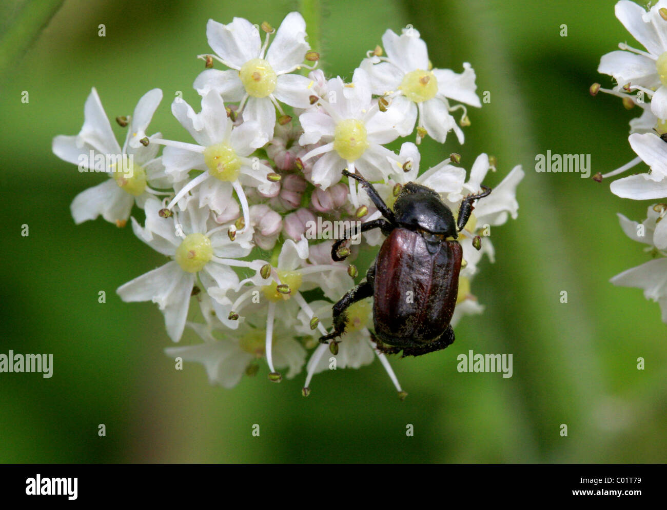Gallese, Chafer Hoplia philanthus, Scarabaeidae, coleotteri. Alimentazione su Hogweed, Luglio. Valle di scacchi, Hertfordshire. Foto Stock