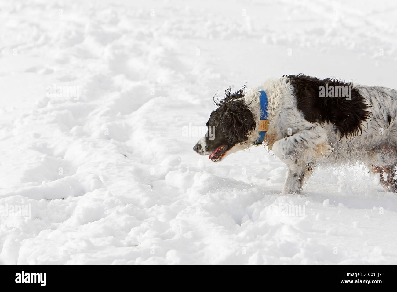 Una Springer Spaniel cane gioca nella neve Foto Stock