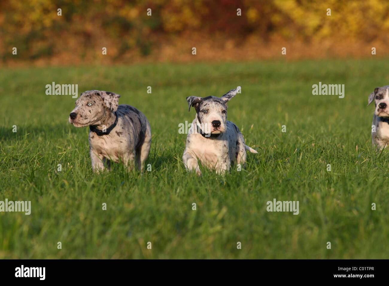 Alano cuccioli Foto Stock