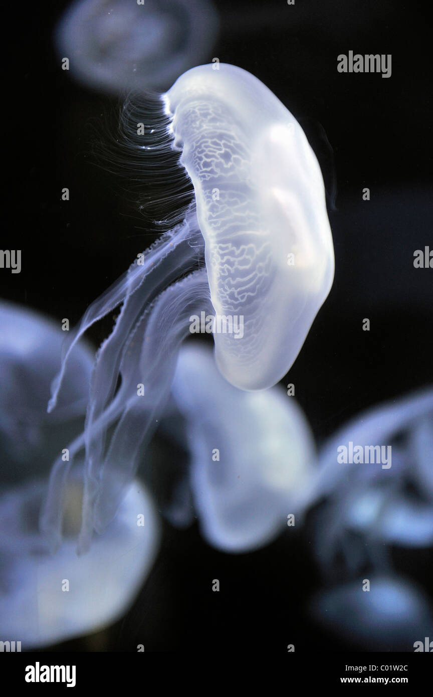 Luna medusa (Aurelia aurita), San Francisco, California, Stati Uniti d'America Foto Stock