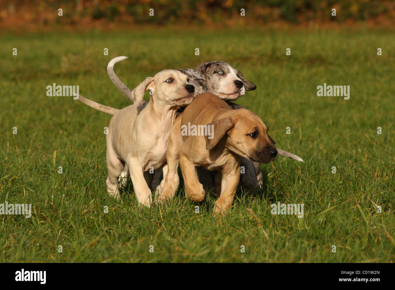 Alano cuccioli Foto Stock