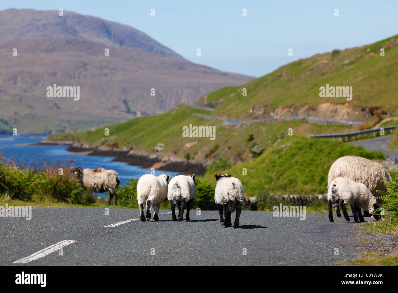 Gli agnelli in una strada di campagna, Killary Harbour, nella contea di Mayo, Connacht provincia, Repubblica di Irlanda, Europa Foto Stock
