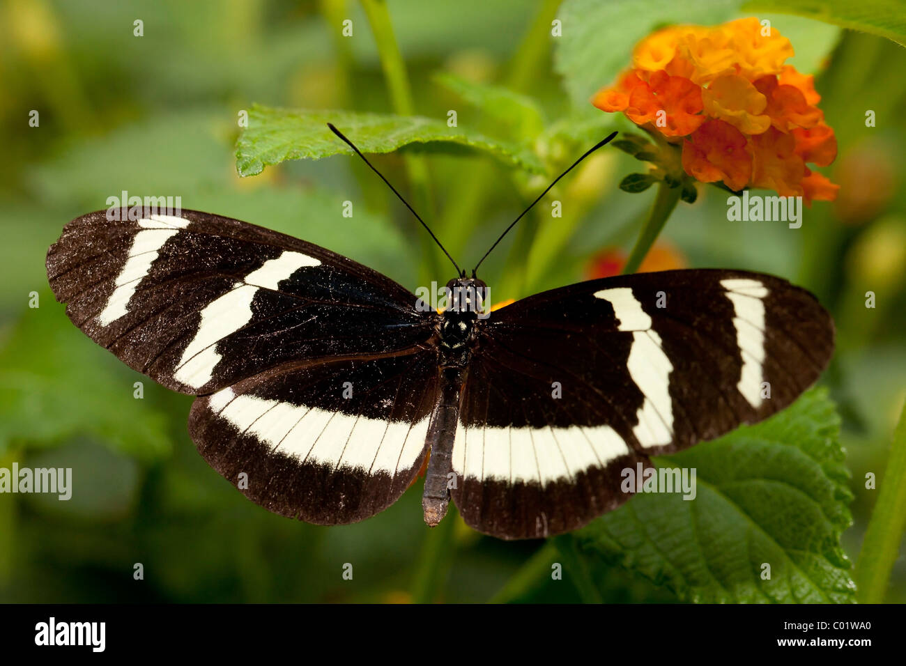 Crimson-Patched Longwing (Heliconius erato cyrbia) Foto Stock