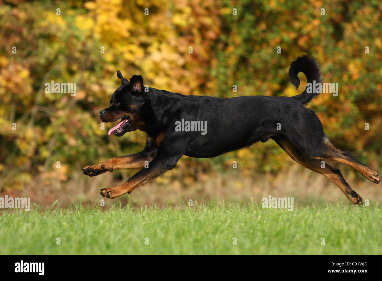 Esecuzione di Rottweiler Foto Stock