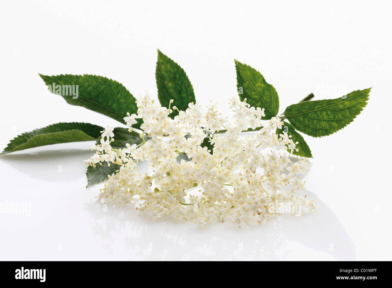 Bacche di sambuco (Sambucus) Foto Stock