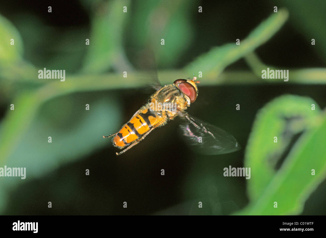 La marmellata di arance Hoverfly (Episyrphus balteatus) Foto Stock