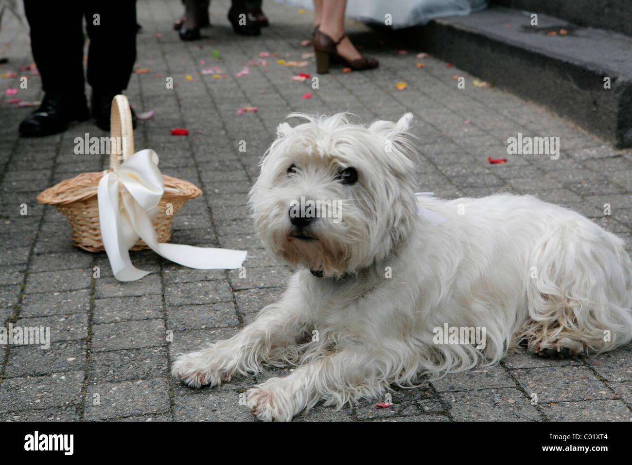 Cane a una festa di nozze Foto Stock Cane a una festa di nozze Foto Stock