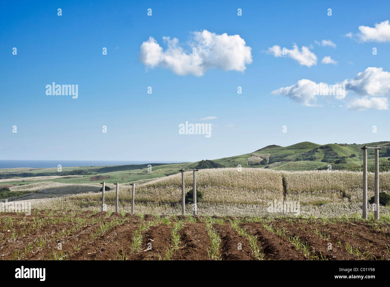 Campo di canna da zucchero in Chemin Grenier nel sud dell'Isola di Mauritius, Africa Foto Stock