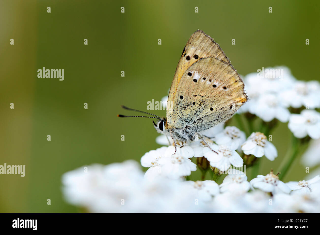 Rame di grandi dimensioni (Lycaena dispar), parte inferiore del parafango Foto Stock