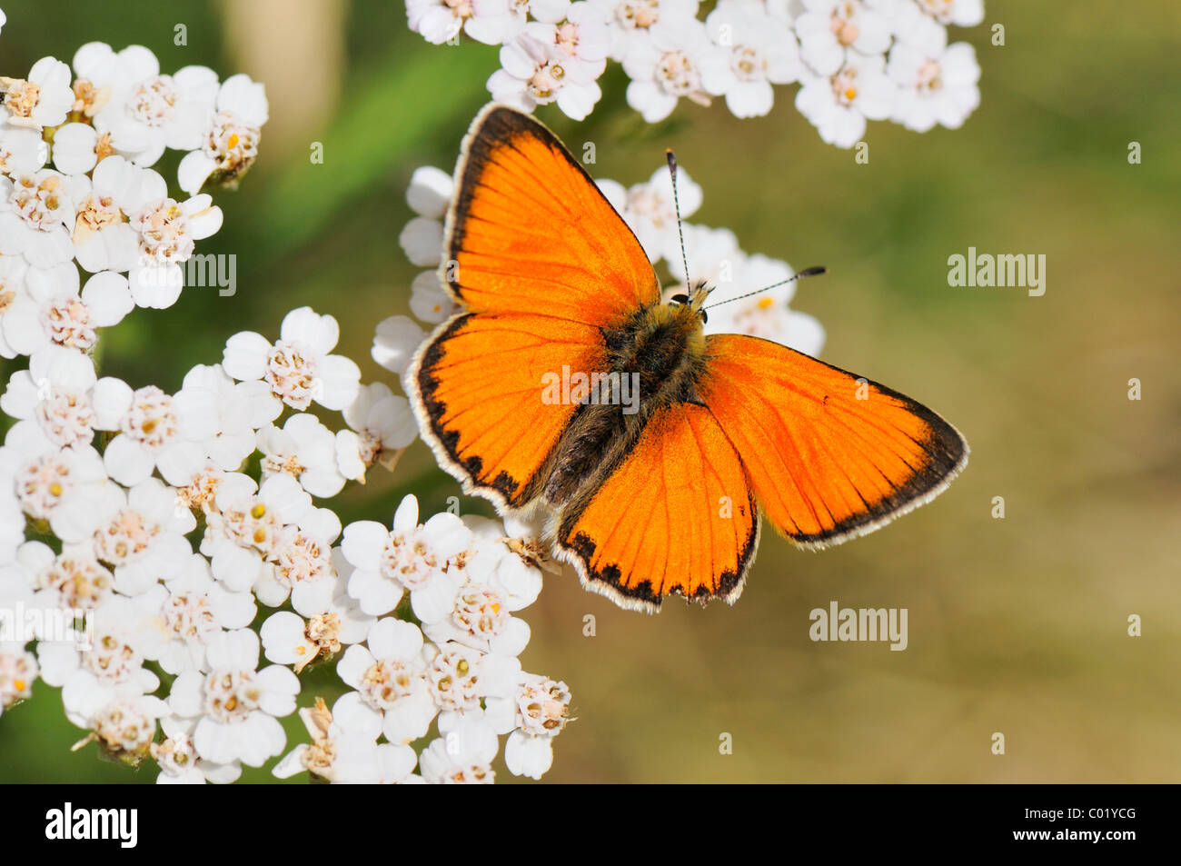 Rame di grandi dimensioni (Lycaena dispar), seduti su un fiore Foto Stock
