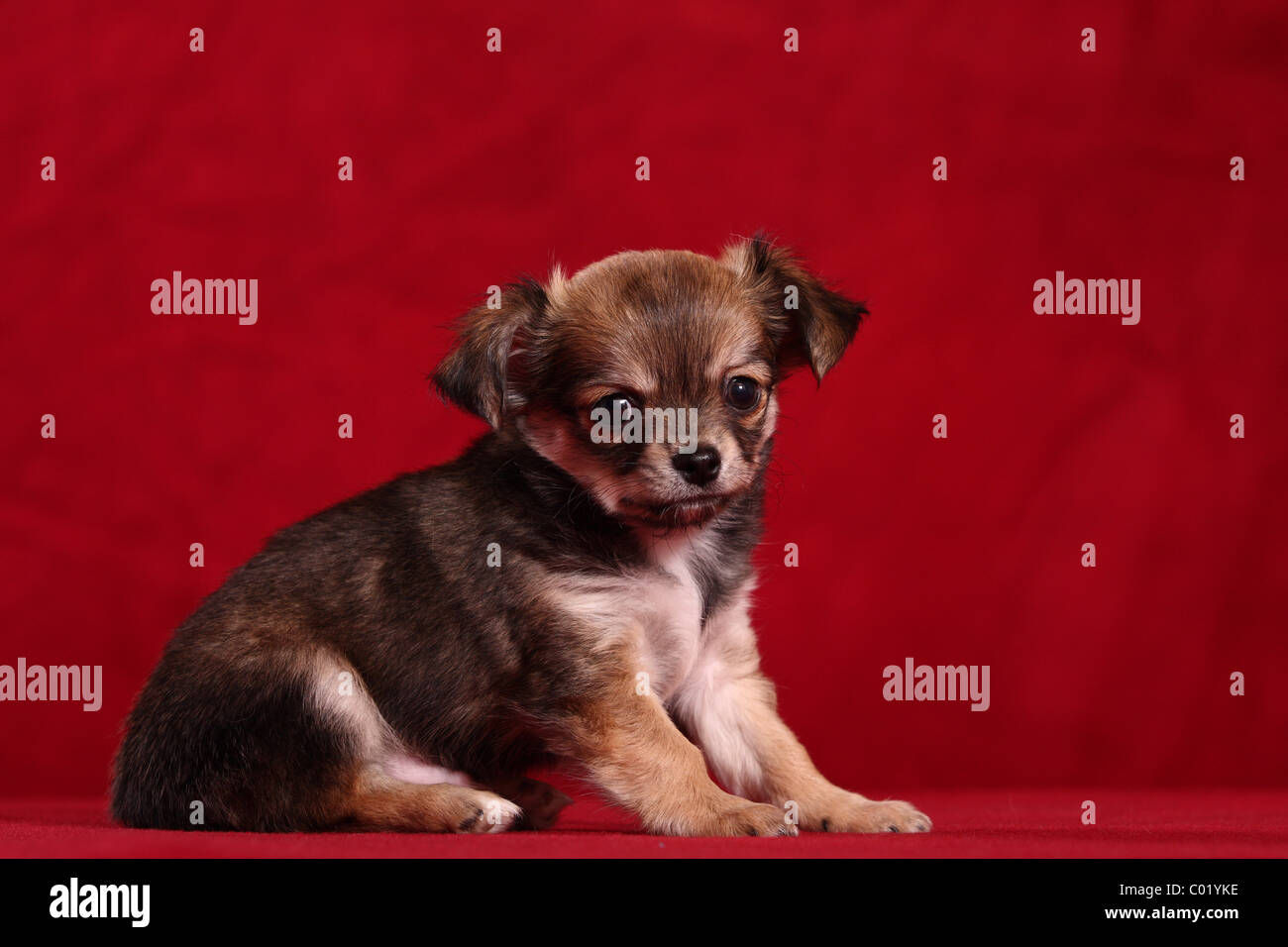 Cucciolo di Chihuahua Foto Stock