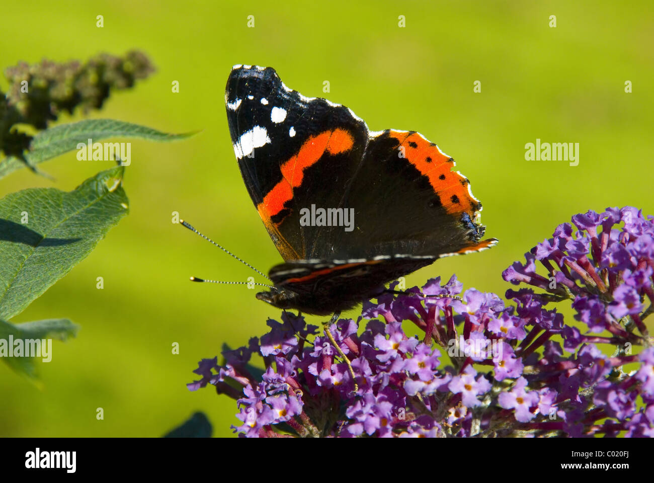 Red Admiral Butterfly Foto Stock