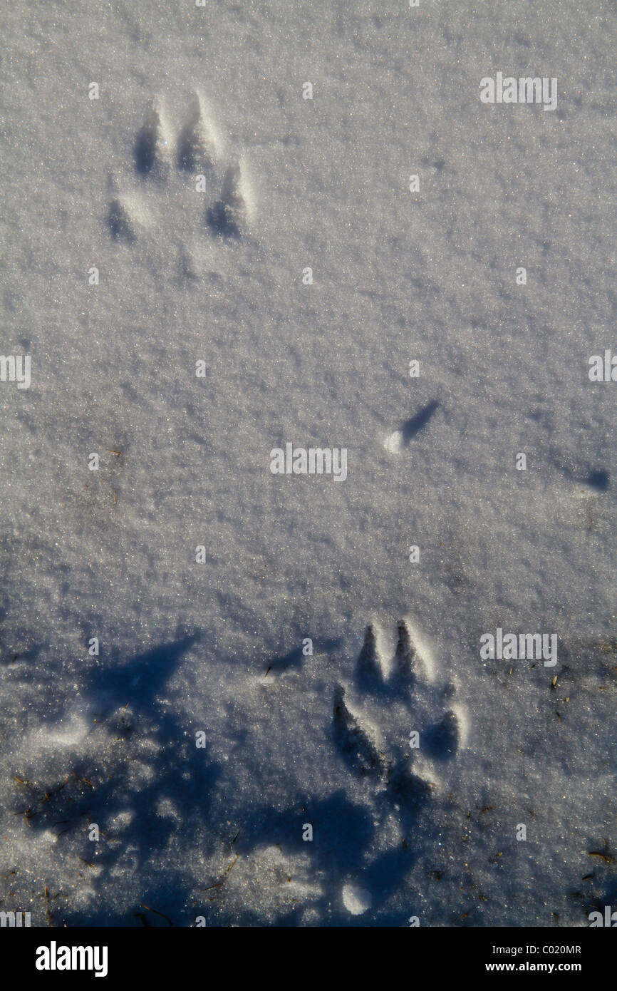 Fox paw stampe nella neve Foto Stock