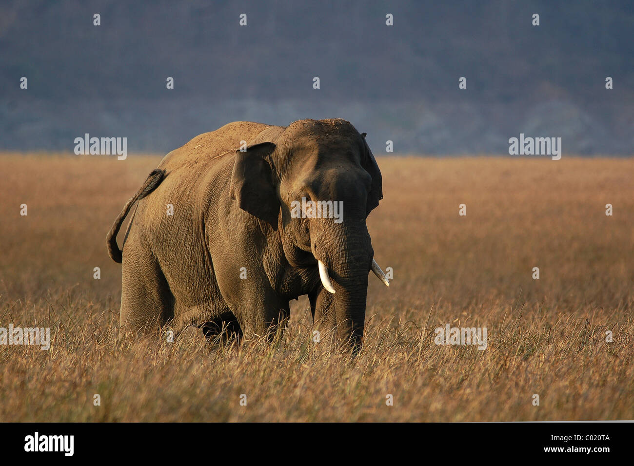 Big bull Elefante asiatico a piedi attraverso un prato in gamma Dhikala del Jim Corbett Riserva della Tigre, India Foto Stock