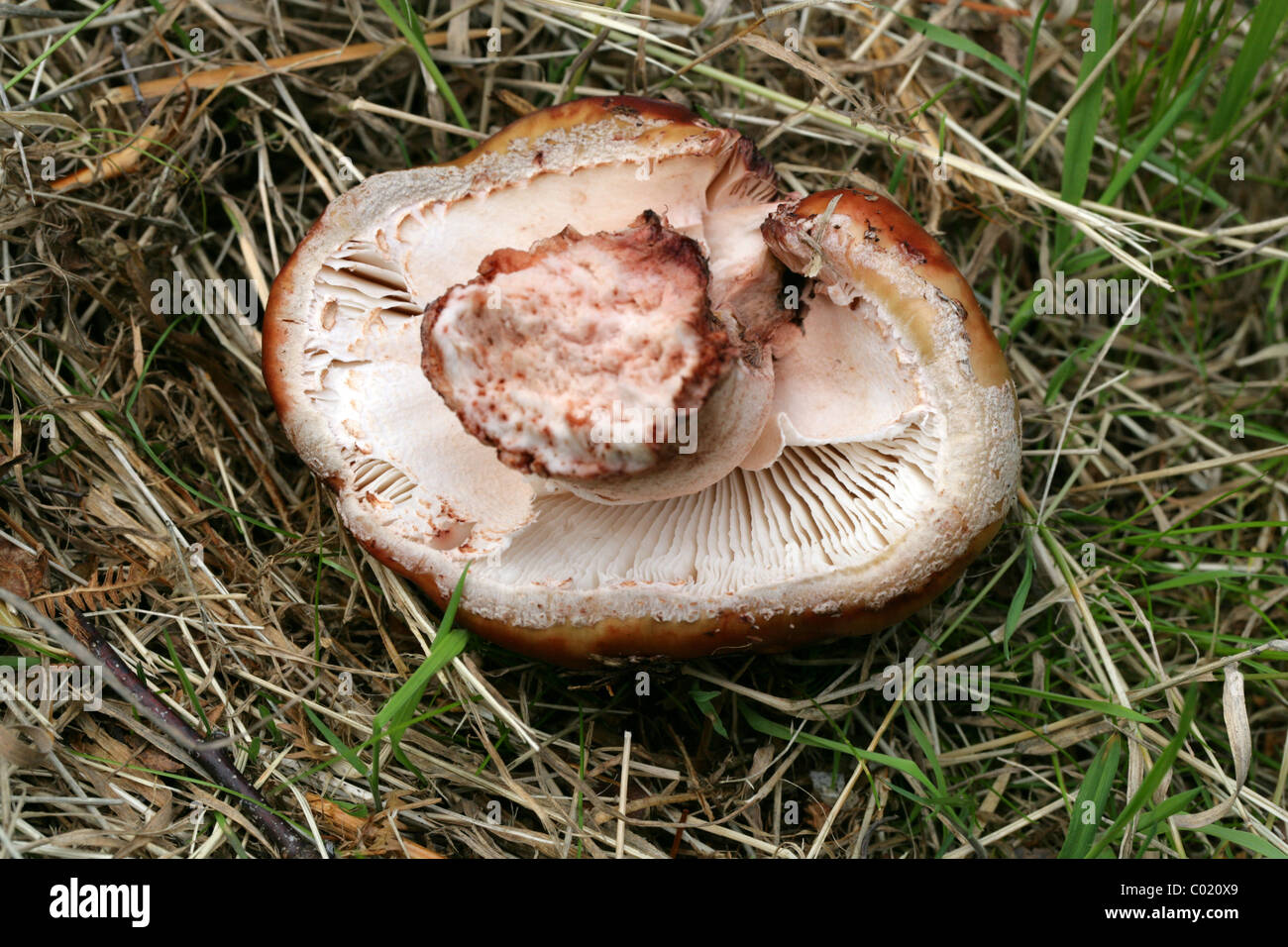 Fungo Agaric, probabilmente scagliose legno, funghi Agaricus langei, Agaricaceae. Aprire il bosco di betulle. Agosto, Ashridge Hertfordshire Foto Stock