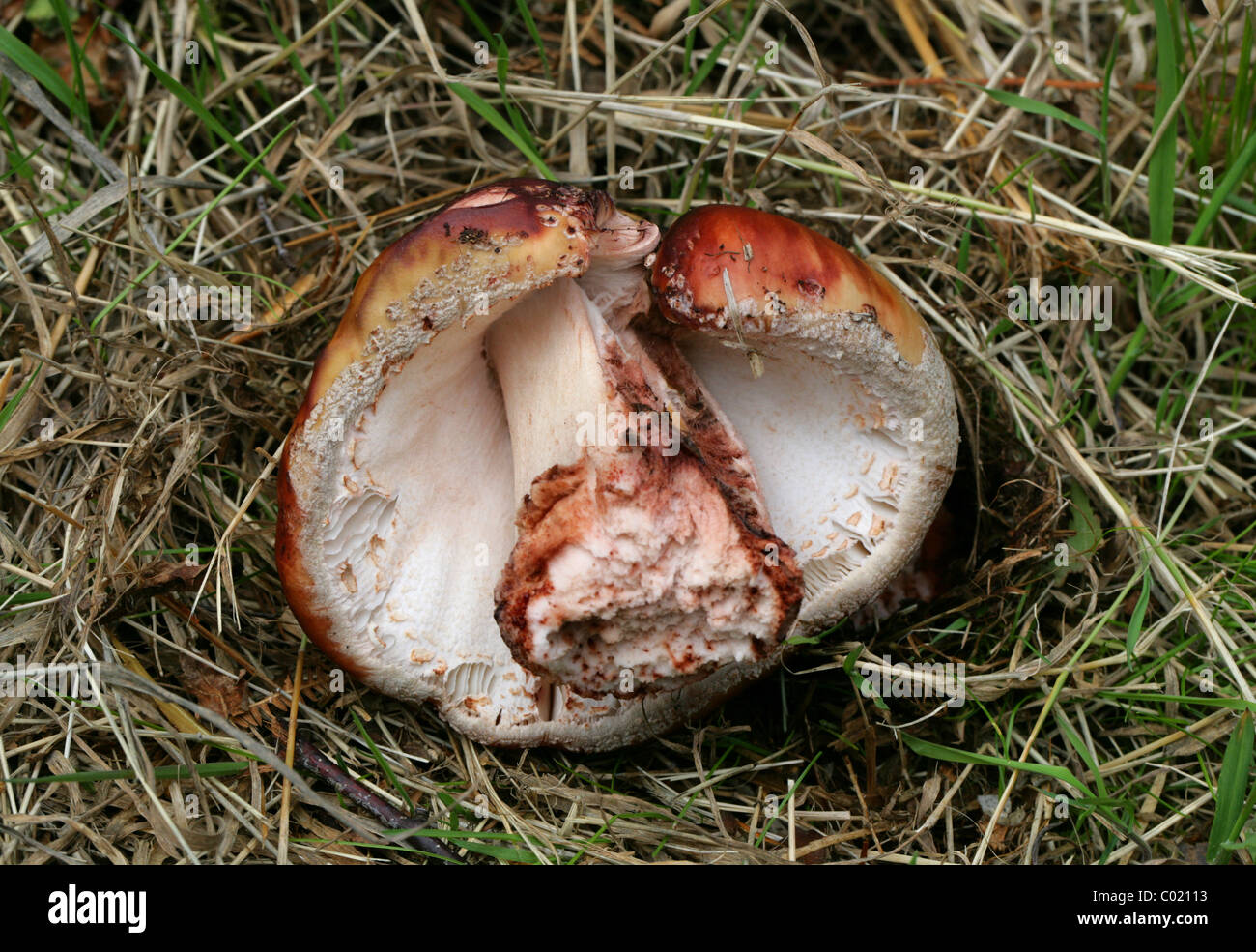 Fungo Agaric, probabilmente scagliose legno, funghi Agaricus langei, Agaricaceae. Aprire il bosco di betulle. Agosto, Ashridge Hertfordshire Foto Stock