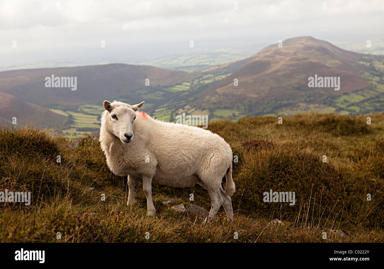 Le pecore di montagna Montagna Nera Parco Nazionale di Brecon Beacons Wales UK Foto Stock