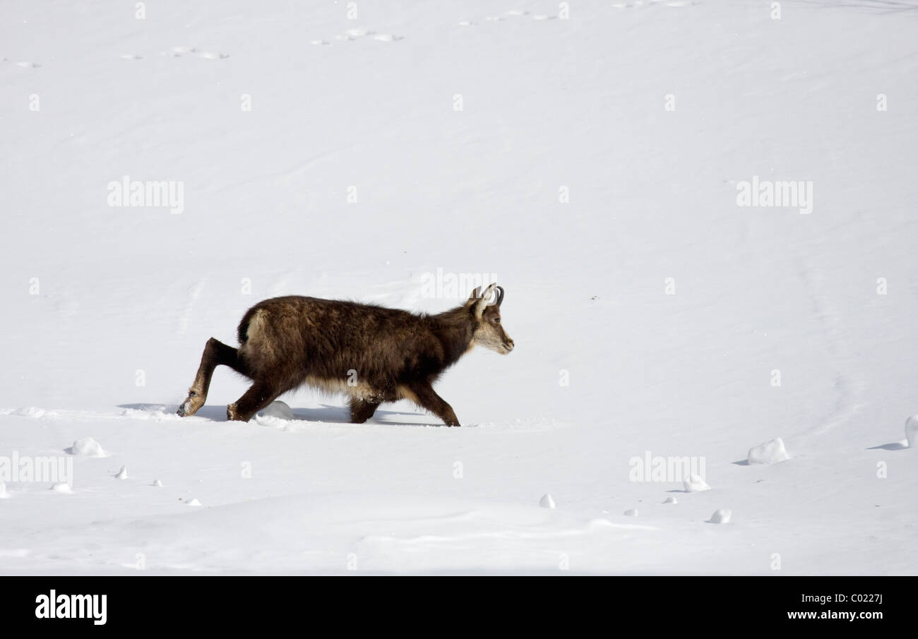 Il camoscio nella neve profonda Foto Stock