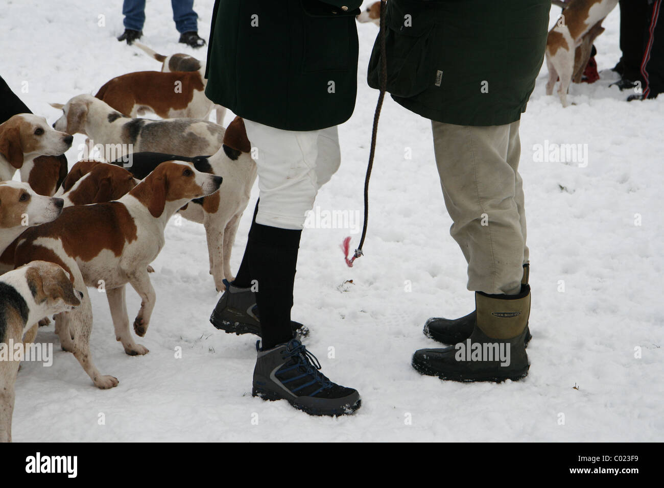 Il Newcastle e distretto brachetti raccogliere in Stamfordham, Northumberland all inizio del Boxing Day Hunt. Foto Stock