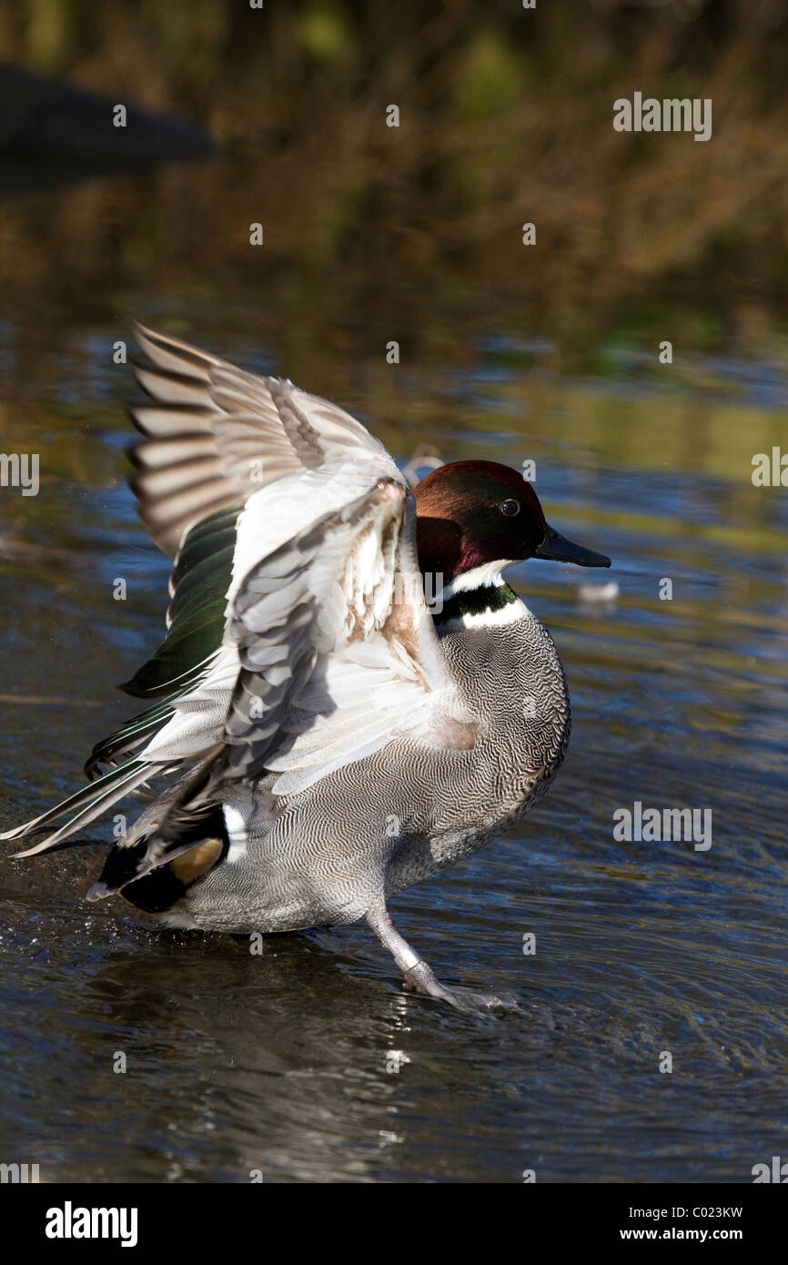 Falcated maschio Teal noto anche come il bronzo Capped Teal a Martin Mere, Lancashire, Regno Unito Foto Stock