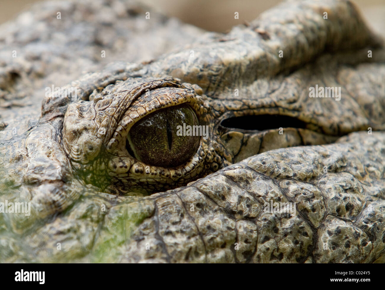 Close-up di coccodrillo del Nilo eye Foto Stock