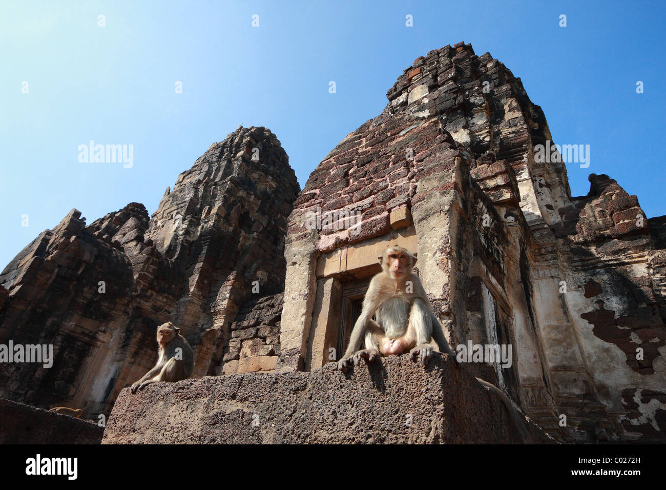 Monkey sono seduti alla scimmia banchetto Cinese Festival presso Praprangsamyod Lopburi Thailandia Foto Stock