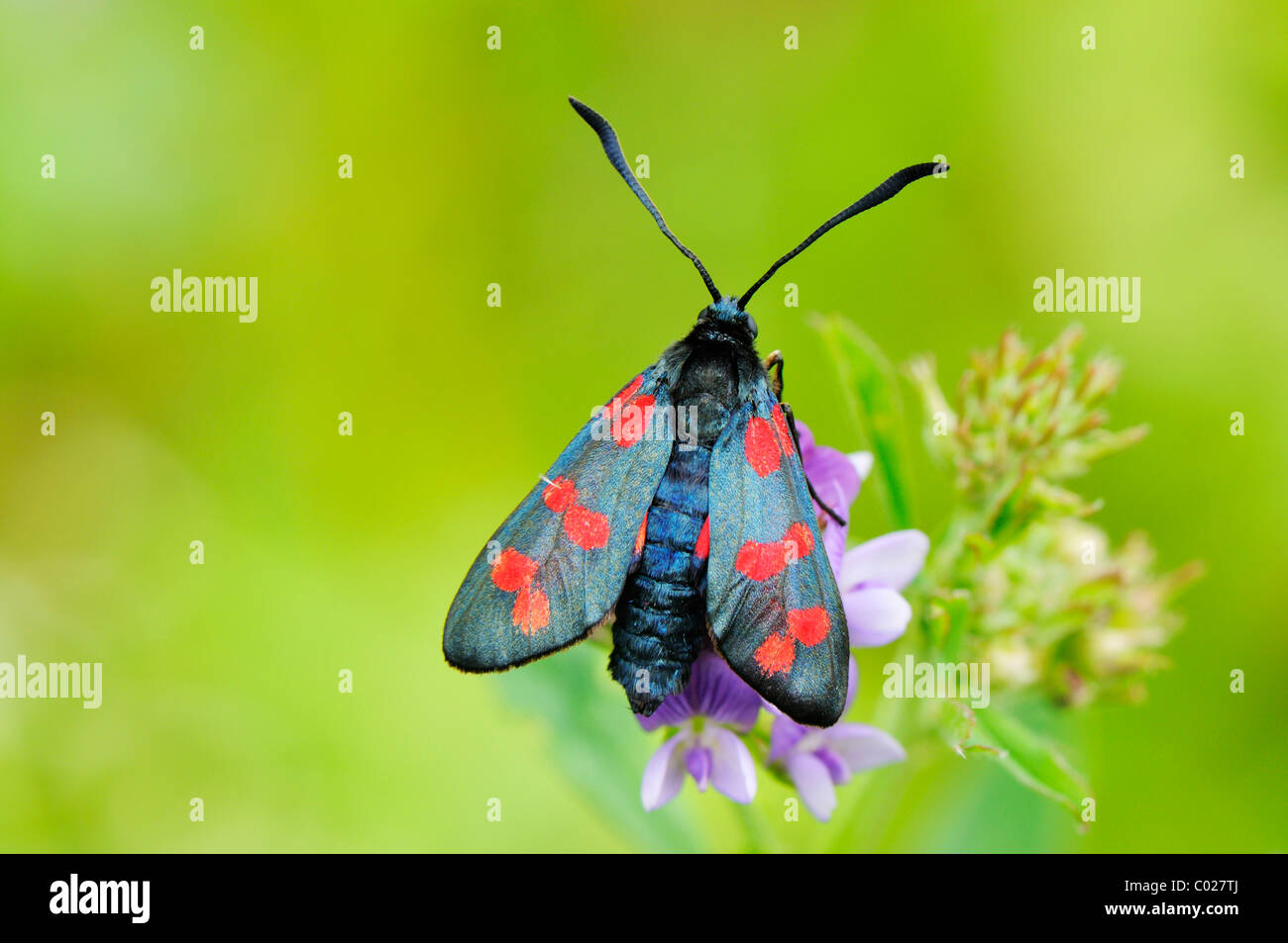 Burnett trasparente (Zygaena purpuralis), seduti su un fiore Foto Stock