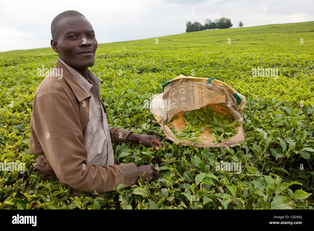 Lavoratori pick le foglie di tè su un Unilver la piantagione di tè a Kericho, Kenya, Africa orientale. Foto Stock