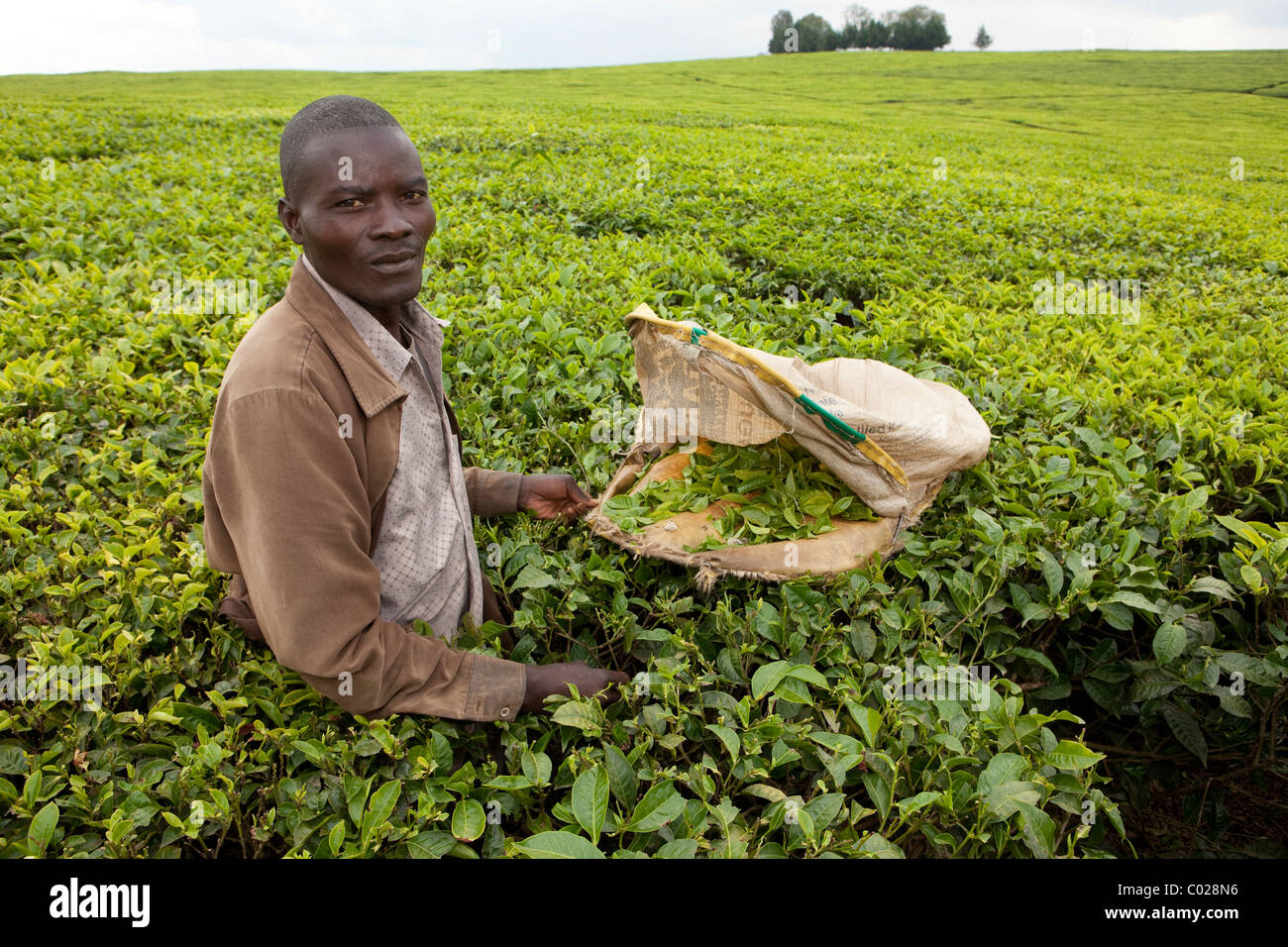 Lavoratori pick le foglie di tè su un Unilver la piantagione di tè a Kericho, Kenya, Africa orientale. Foto Stock