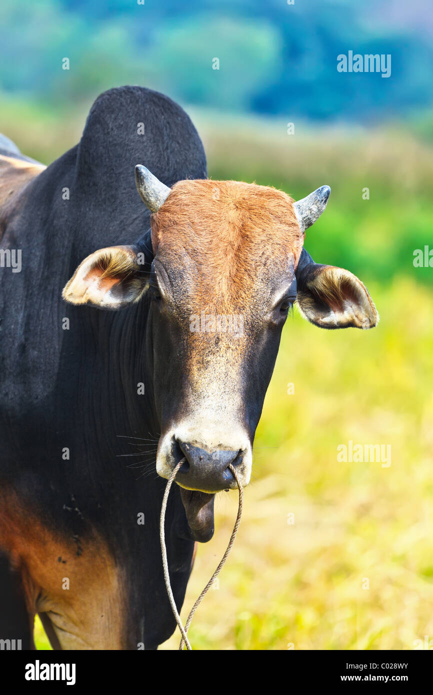 Bovini domestici zebù. Con Dao island. Il Vietnam Foto Stock