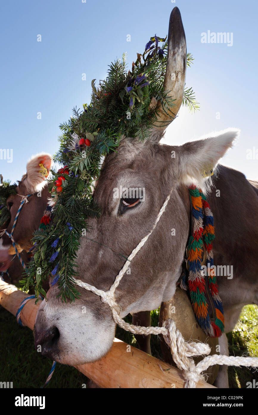 Adornata di vacca, il cerimoniale la guida verso il basso del bestiame dai pascoli di montagna, di ritorno del bestiame ai loro rispettivi proprietari Foto Stock