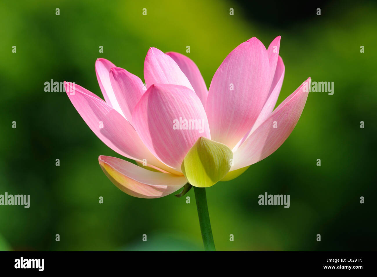 Indian Lotus, Sacro Lotus, fagiolo di India (Nelumbo nucifera) Foto Stock