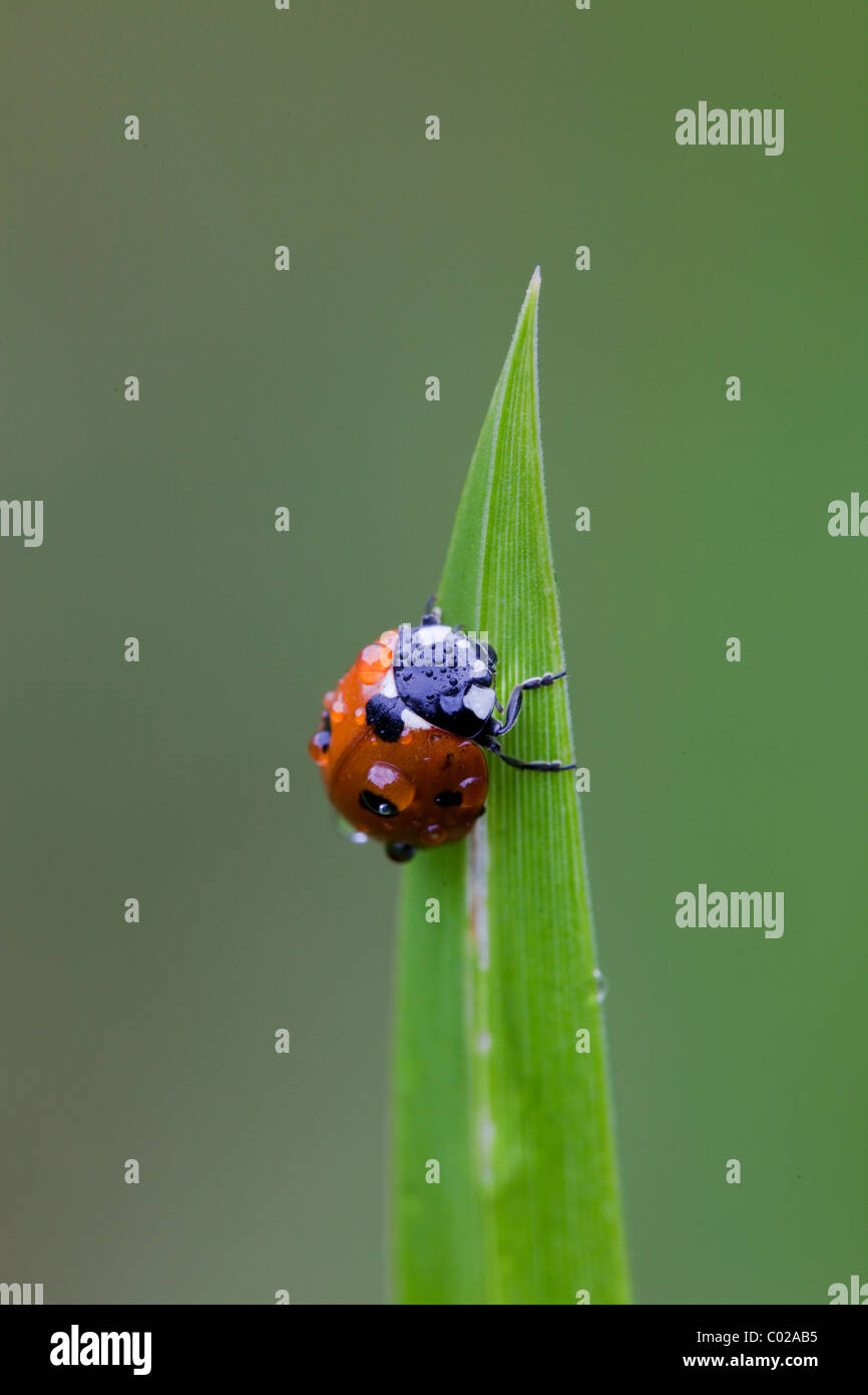 Sette-spot ladybird o sette-spotted ladybug (Coccinella septempunctata, Coccinella 7-punctata) Foto Stock