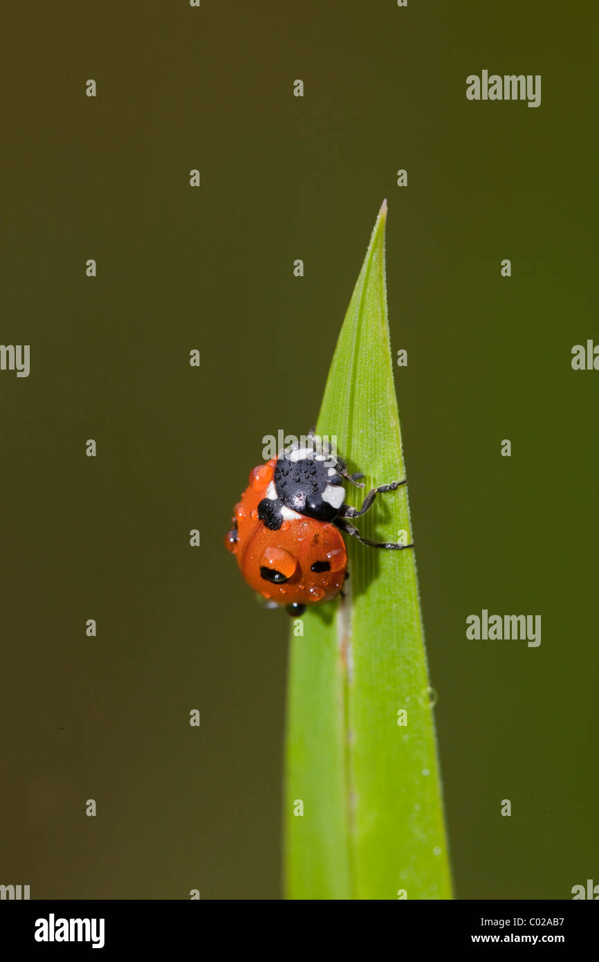 Sette-spot ladybird o sette-spotted ladybug (Coccinella septempunctata, Coccinella 7-punctata) Foto Stock
