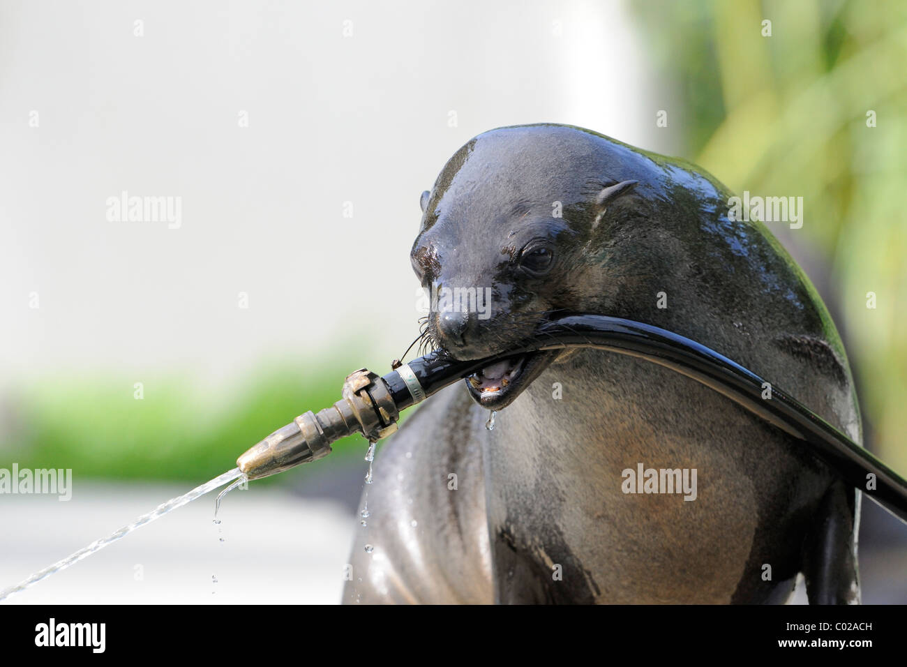 Il leone marino della California (Zalophus californianus) giocando con un tubo flessibile di acqua Foto Stock