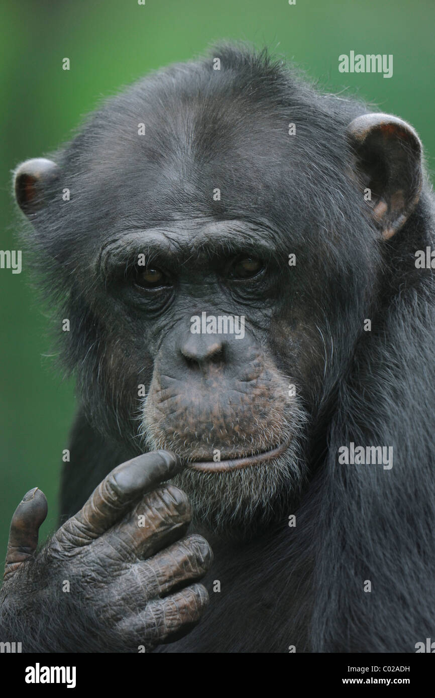 Scimpanzé pigmeo o Bonobo (Pan paniscus), Ritratto Foto Stock