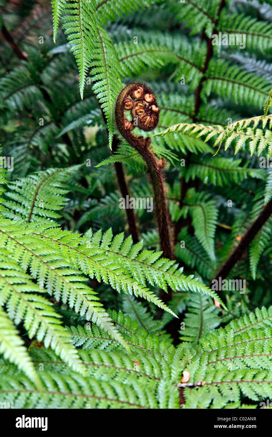 Nuova Zelanda Foresta fern dispiegarsi e foglia di nuovo simbolo di nuova vita Foto Stock