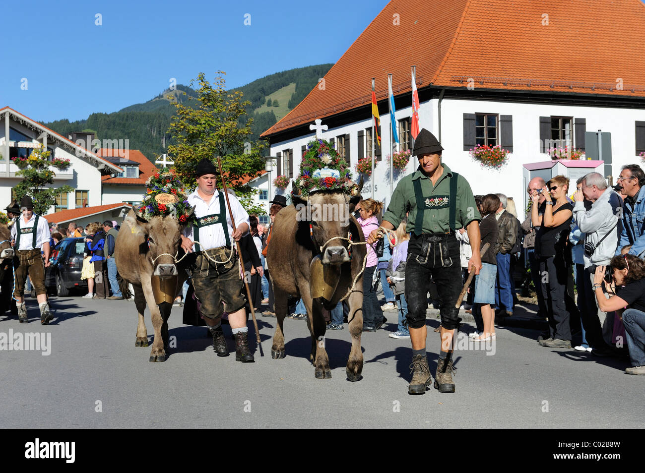 Il ritorno del bestiame dall'alto alpeggi, in Pfronten, Ostallgaeu distretto, Allgaeu, Baviera, Germania, Europa Foto Stock