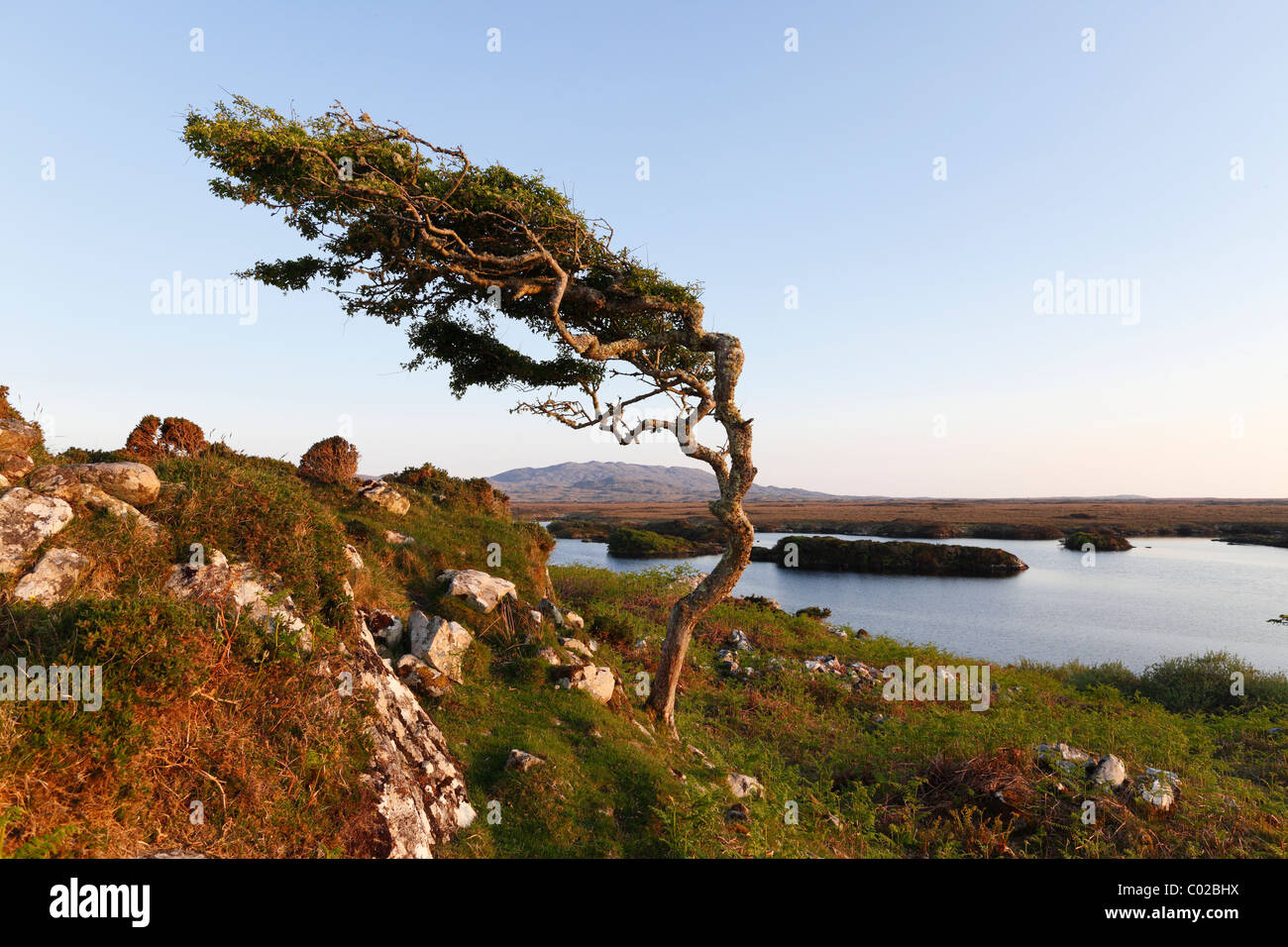 Vento-formato tree, Emlaghmore, Connemara, nella contea di Galway, Repubblica di Irlanda, Europa Foto Stock