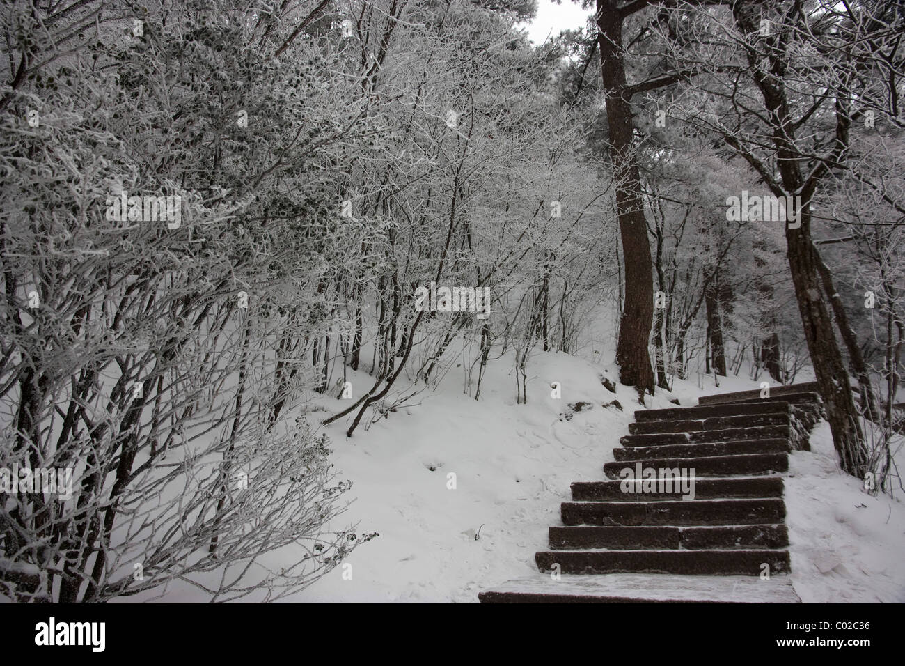 La spettacolare vista del Monte Huangshan in inverno. Il bianco della neve percorso coperto e pini fortificare una sensazione di solitudine. Foto Stock